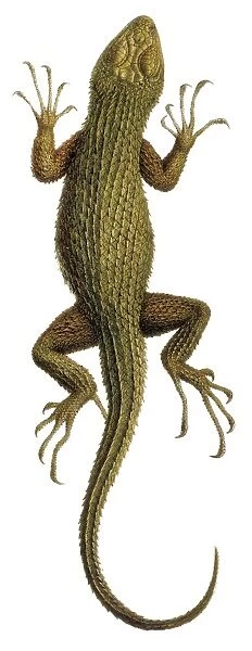 Spiny lizard C016  /  5864