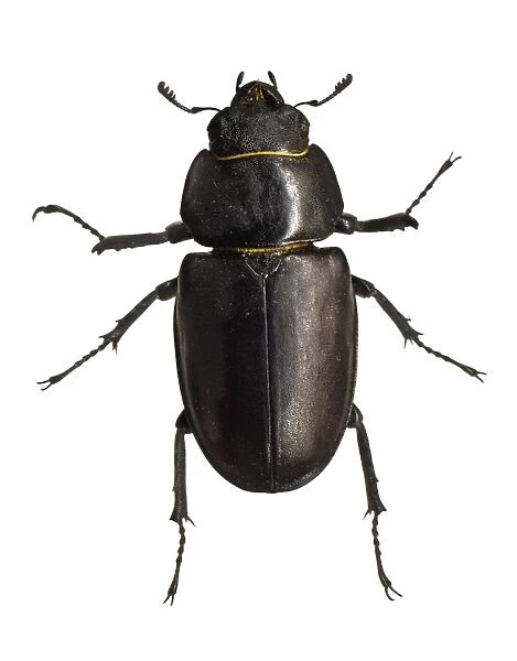 Stag beetle C016  /  2179
