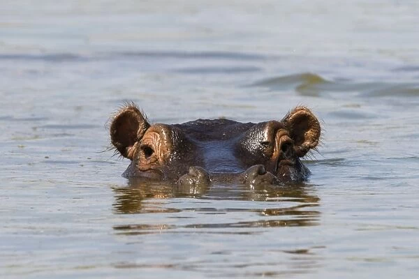 A Hippopotamus (Hippopotamus amphibius) looking at the camera, Tsavo, Kenya, East Africa
