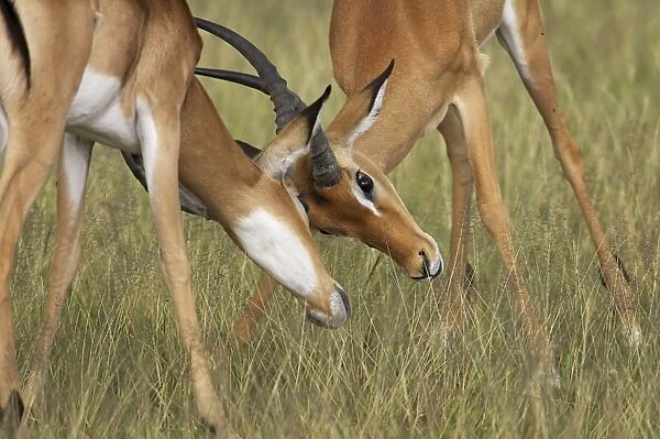 Two male impala (Aepyceros melampus) fighting, Serengeti National Park
