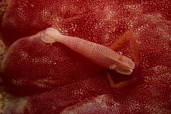 Shrimp living on the skin of a spanish dancer nudibranch