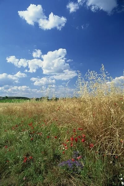 Wild flowers beneath a blue sky and white clouds