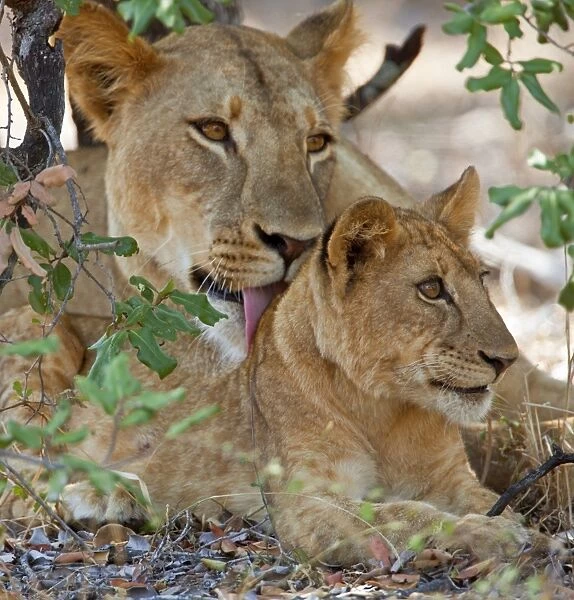 A lioness and cub in Selous Game Reserve