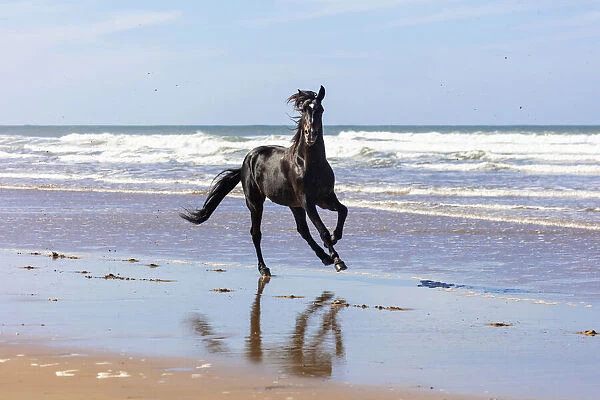 Marrakesh-Safi (Marrakesh-Tensift-El Haouz) region, Essaouira, a black Barb horse gallops along the beach near Essaouira