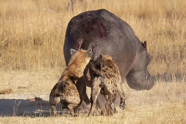 Spotted Hyena attacking a hippo, Okavango Delta, Botswana