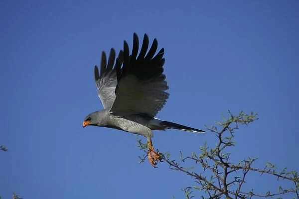 Pale Chanting Goshawk taking flight. Okonjima, Namibia