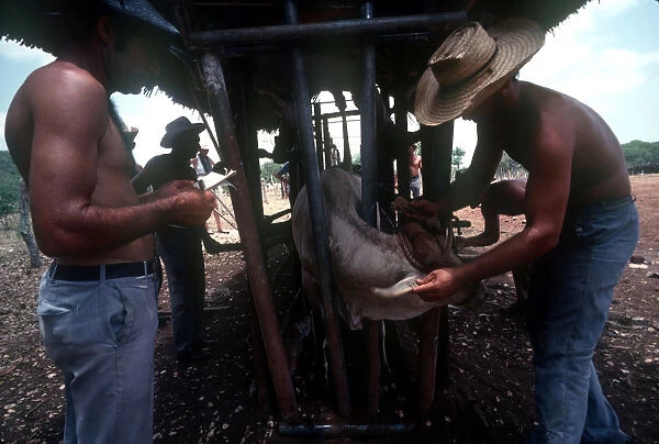10068449. CUBA Holguin Los Angeles Men branding caged cattle on a ranch