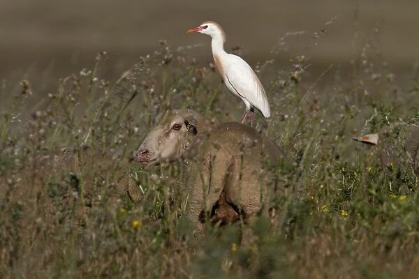 Cattle Egret in courtship colours /  plumage standing on a sheep