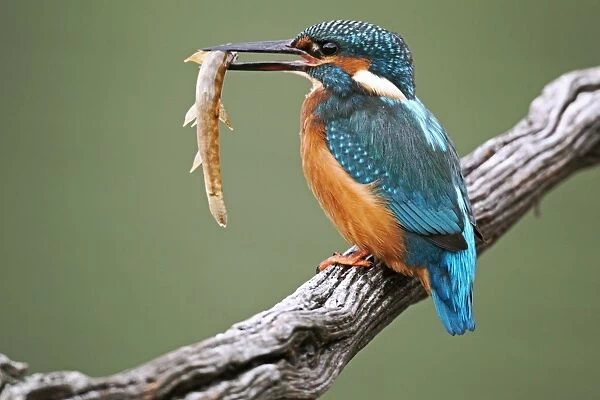 Common Kingfisher (Alcedo atthis) adult, with loach in beak, perched on branch, Midlands, England, november