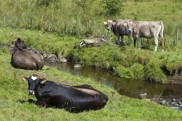 Domestic Cattle, Brown Swiss dairy heifers, resting beside stream, Whitewell, Lancashire, England, August
