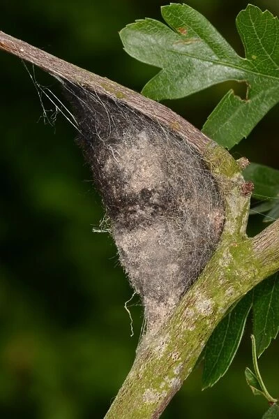 Lappet Moth (Gastropacha quercifolia) cocoon, attached to hawthorn twig, Oxfordshire, England, June