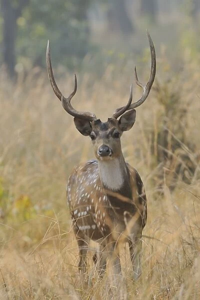 Spotted Deer (Axis axis) adult male, standing in grass, Bandhavgarh N. P. Madhya Pradesh, India, December