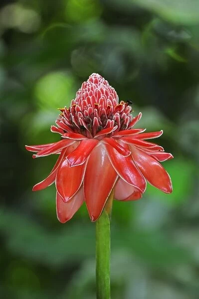 Torch Ginger (Etlingera elatior) close-up of flowerspike, Trinidad, Trinidad and Tobago