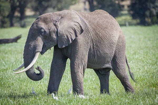 African elephant grazing