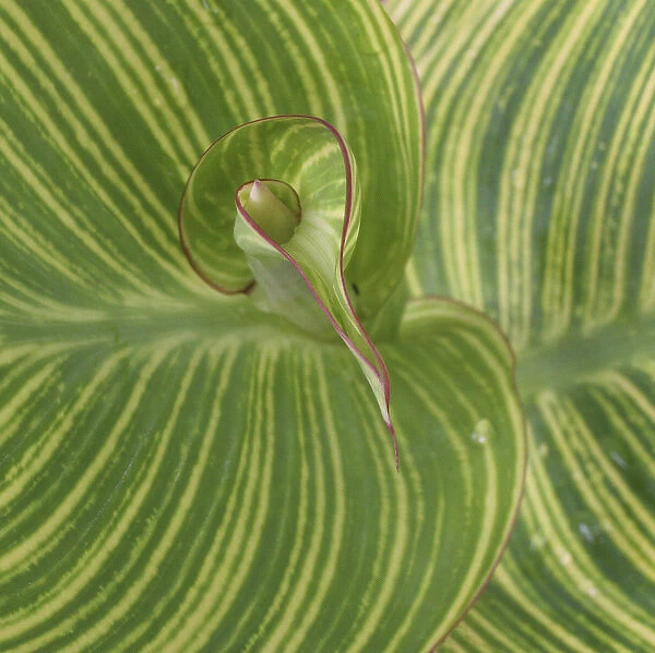 Striped Canna Leaf abstract