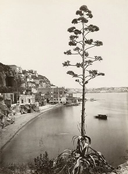 ITALY: NAPLES. A view of Naples, Italy. Photograph by Giorgio Sommer, c1880