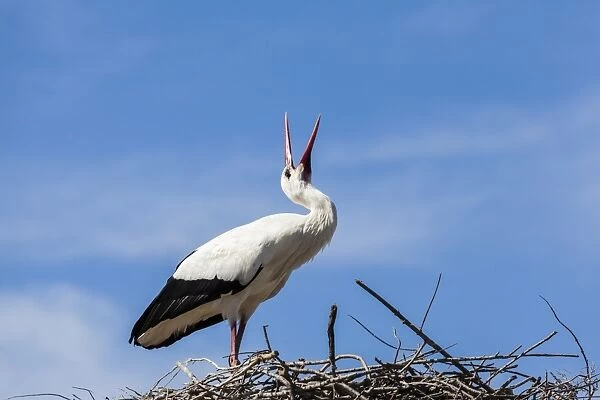 A white stork at the Pont de Gau Ornithological Park, France