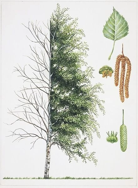 Birch (Betula), illustration