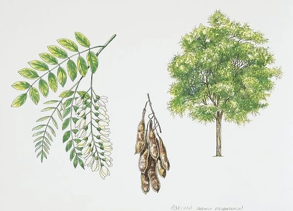Black Locust (Robinia pseudoacacia), plant with leaves and flowers, illustration