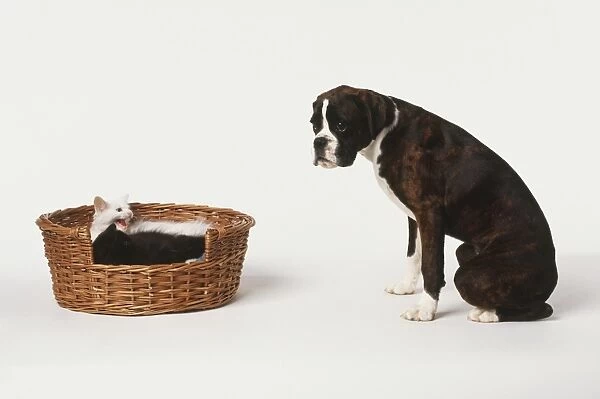Boxer Dog (Canis familiaris) sitting in front of two Kittens (Felis sylvestris catus) curled up in wicker basket, side view