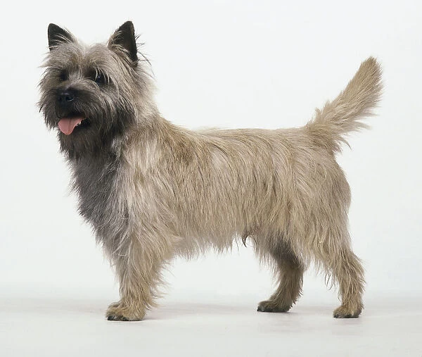 Side of Cairn Terrier