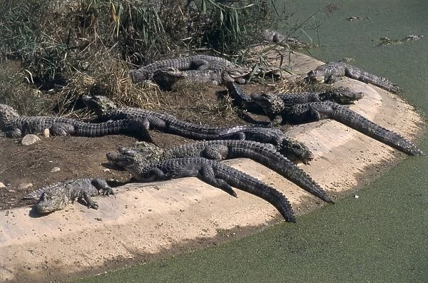 China, anhui, captive alligators sunning themselves on man-made island built on lake