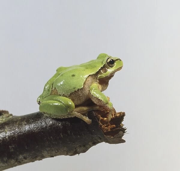 European Treefrog (Hyla arborea) crouching on edge of branch, side view
