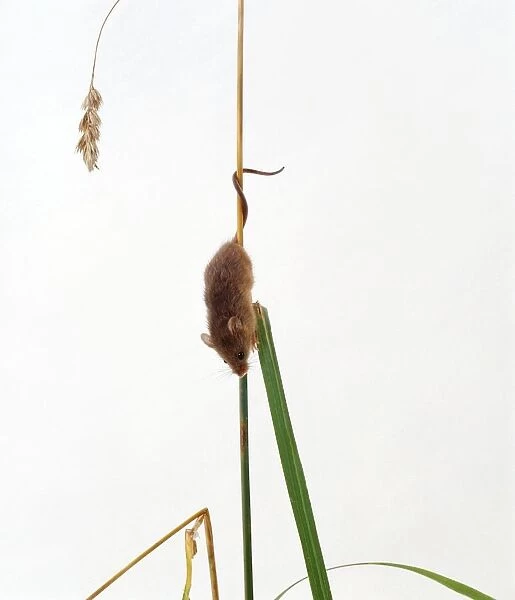 Harvest mouse climbing down wheat stem