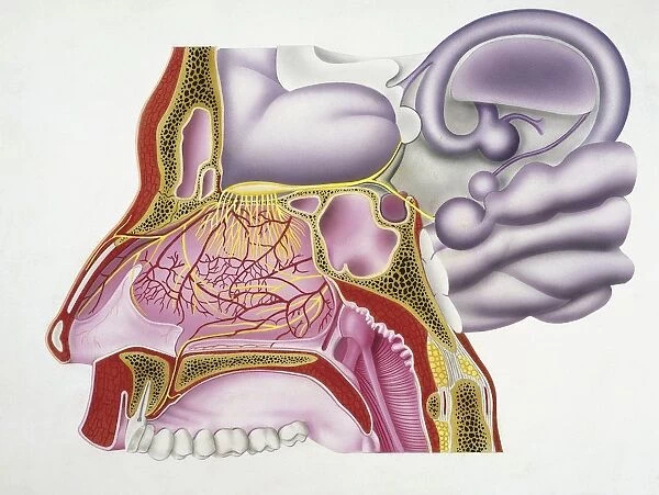 Illustration of human olfactory system