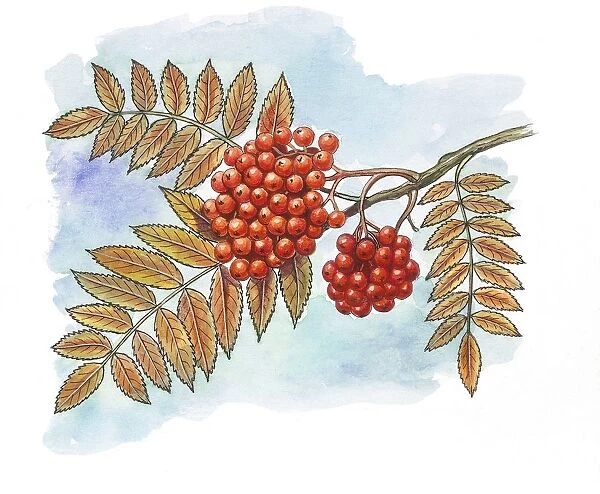 Leaves and fruit of Rowan or European mountain ash Sorbus aucuparia, illustration