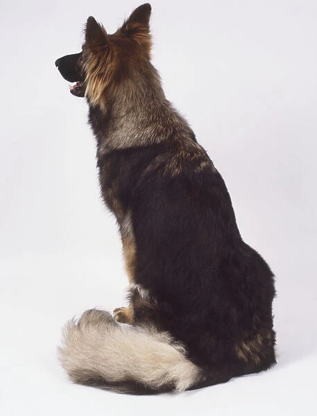 Rear view of a seated German Shepherd Dog (Canis familiaris) showing its bushy, white tail