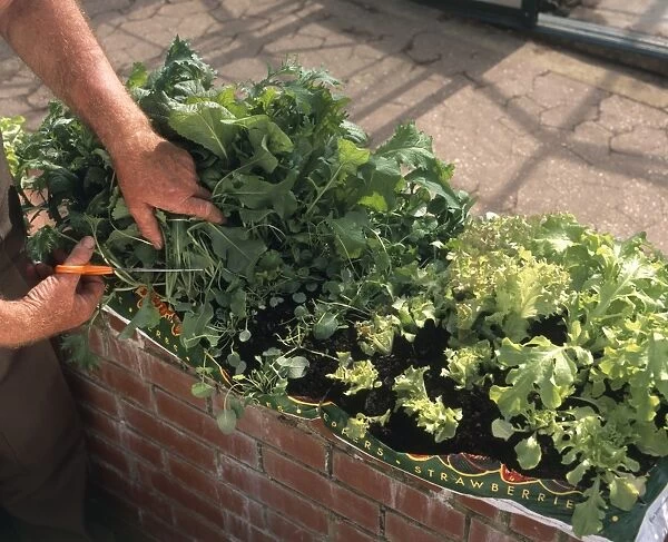 Using a pair of scissors to cut out salad leaves from salad bed, containing lettuce, cress and greens, close-up, high angle view