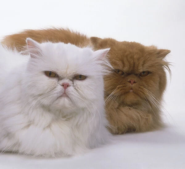 White and ginger Persian cats sitting side by side
