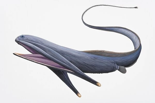 Digital illustration of Gulper Eel or Pelican Eel (Eurypharynx pelecanoides), with large mouth and long tail