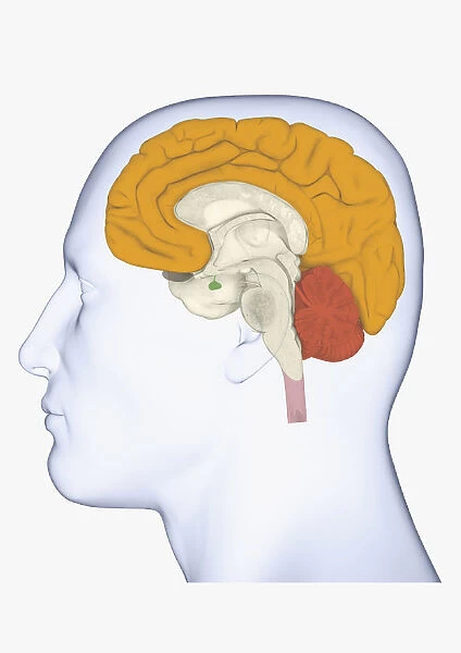 Digital illustration head in profile with cerebrum and cortex highlighted