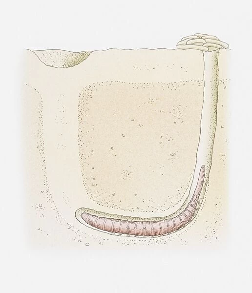 Illustration of a lugworm burrow, cross-section
