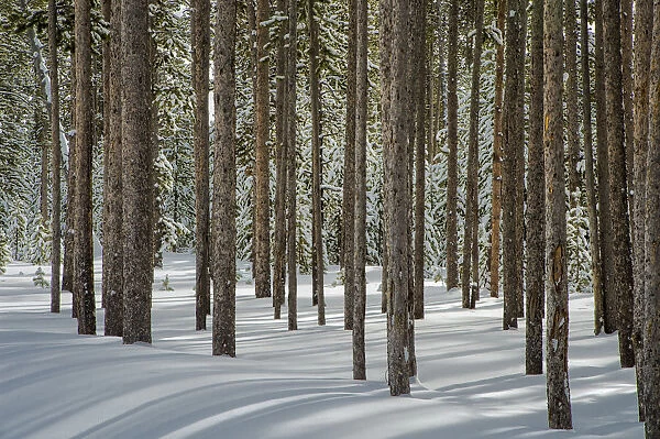 Winter, tree trunk group, Yellowstone National Park, Wyoming, USA