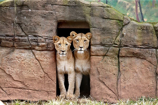 Lion Mates