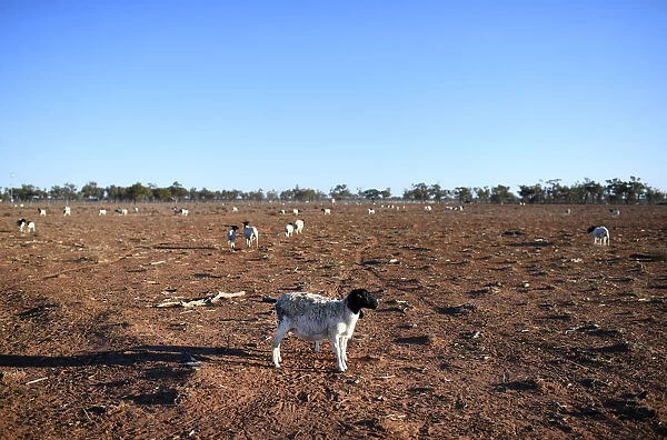 Qld Drought Stock