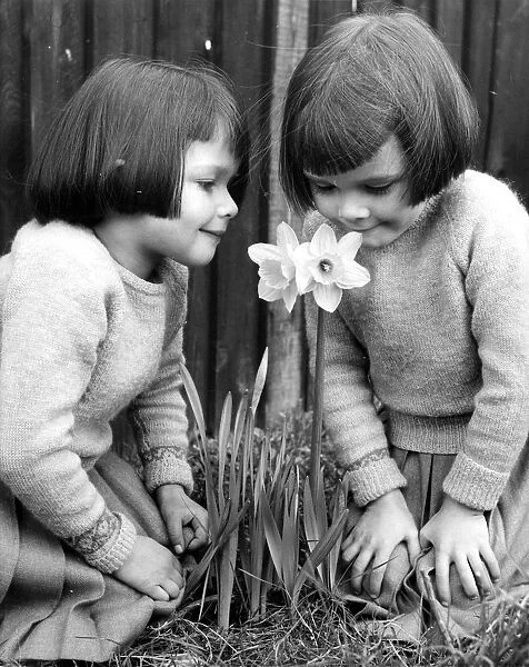 Two little girls smelling a daffodil Lynne and Lesley Jones from Orpington Kent 1958