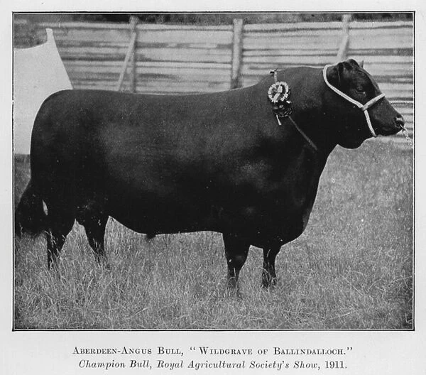 Aberdeen-Angus Bull, Wildgrave of Ballindalloch, Champion Bull, Royal Agricultural Societys Show, 1911 (b  /  w photo)