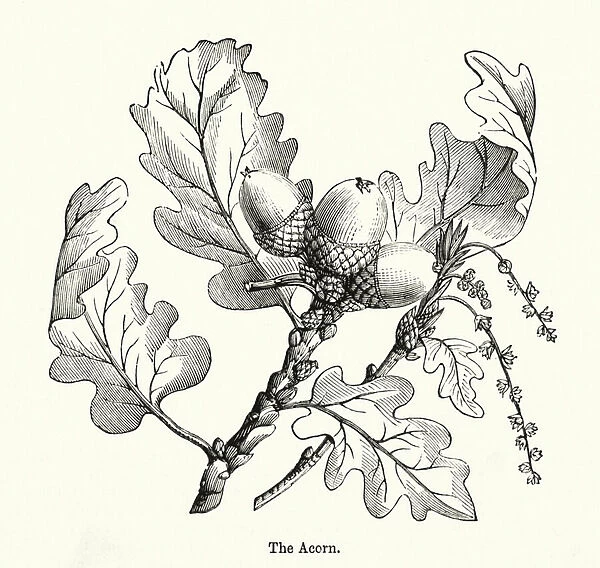 The Acorn (engraving)