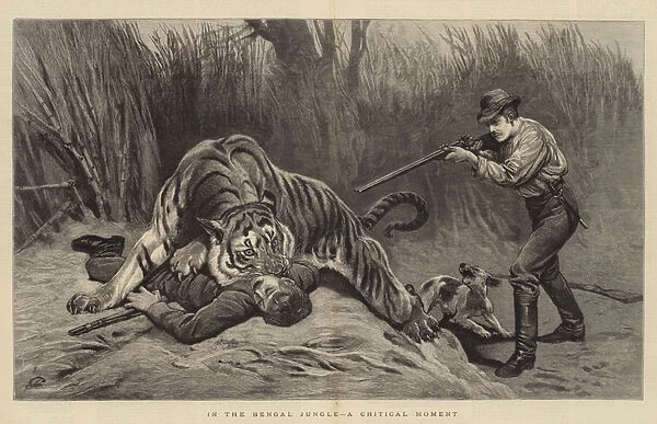 In the Bengal Jungle, a Critical Moment (engraving)