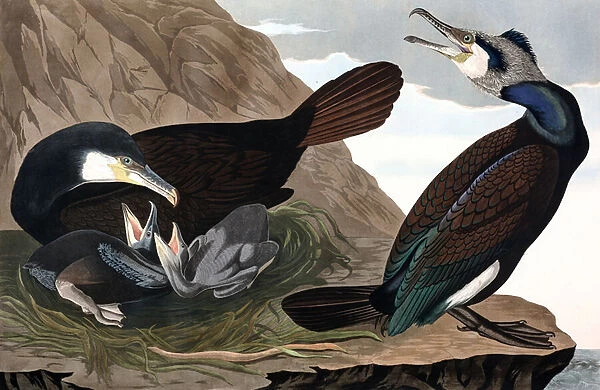Common Cormorant, Phalacrocorax Carbo, from 'The Birds of America'by John J