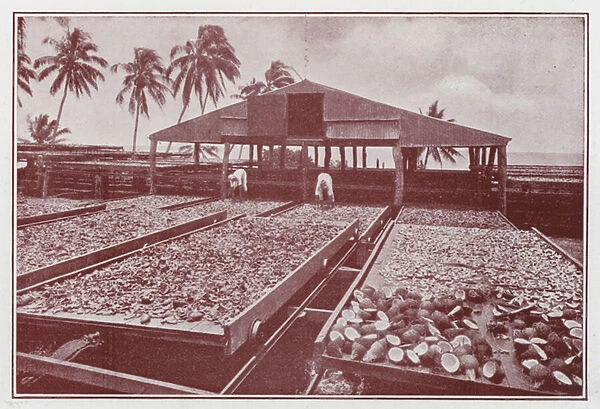 Fiji: Coconut Plantation, Taveuni (b  /  w photo)