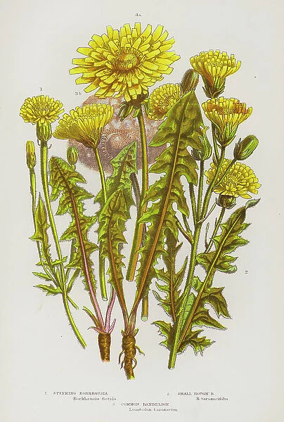 Flowering Plants of Great Britain: Stinking Borkhausia, Small Rough b, Common Dandelion (colour litho)