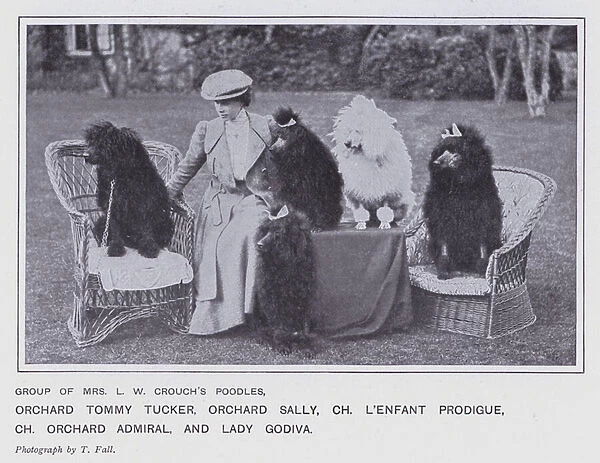 Group of Mrs L W Crouchs Poodles (b  /  w photo)