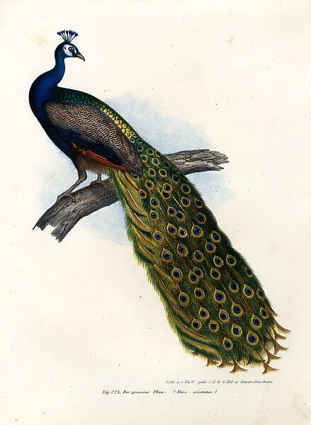 Indian Blue Peafowl, 1864 (colour litho)