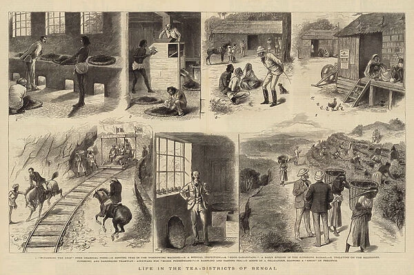 Life in the Tea-Districts of Bengal (engraving)