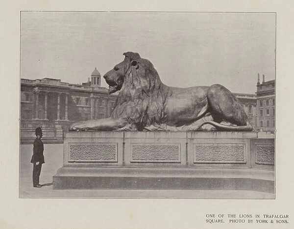 One of the Lions in Trafalgar Square (b  /  w photo)